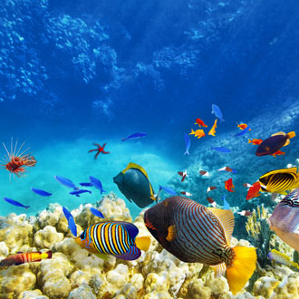 Onderwaterwereld met gekleurde vissen