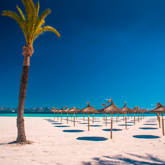 Tropisch strand van Playa de Muro met palmboom parasols, Mallorca