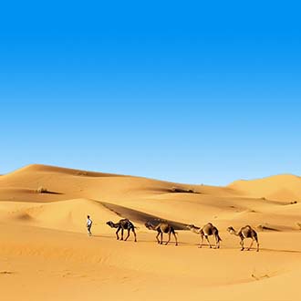 Woestijn met kamelen in Tunesie