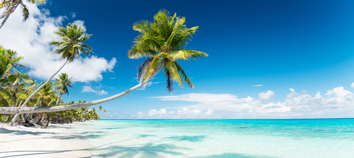 Tropische vakantie met palmboom en helderblauw zeewater