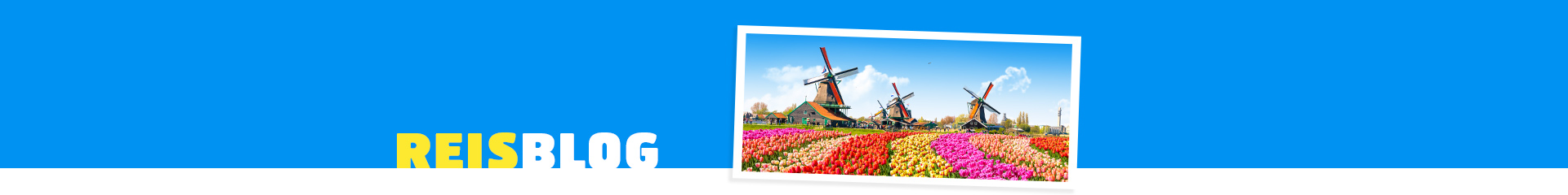 Tulpenvelden met molens in Zuid-Holland