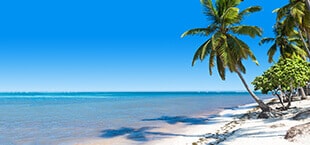 Wit strand, blauwe zee met een palmboom op de Dominicaanse Republiek