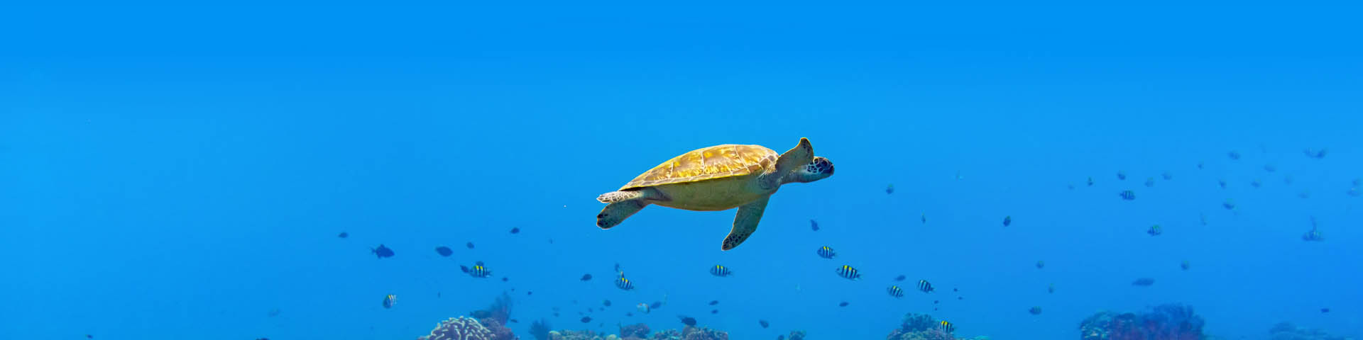 Foto van een schildpad zwemmend onderwater