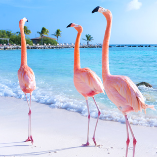 Flamingo's op strand in Aruba