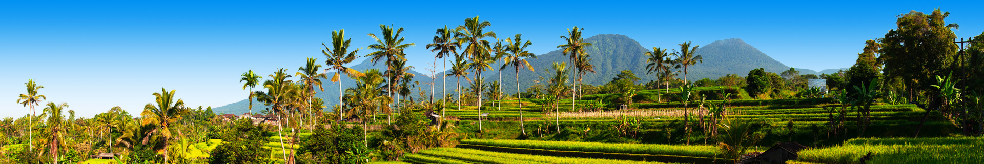 Groene rijstvelden met palmbomen op de achtergrond op Bali in Indonesië