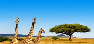 Drie giraffen in de natuur in Kenia