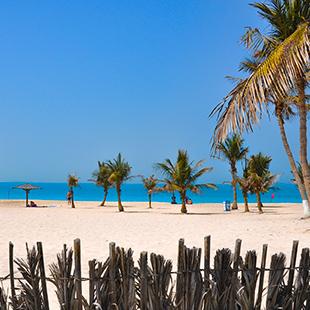 Palmbomen langs rustig strand in Dubai, Verenigde Arabische Emiraten, met helderblauwe lucht en zee op achtergrond.