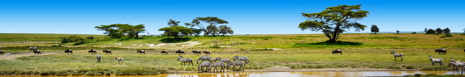Natuur en zebras in Tanzania