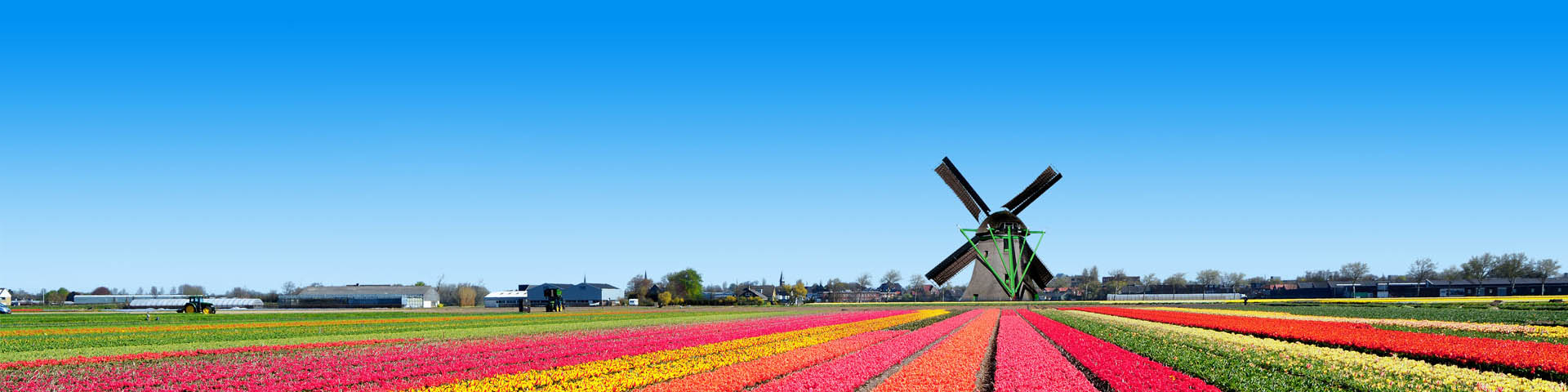 Tulpenvelden en molen in Nederland