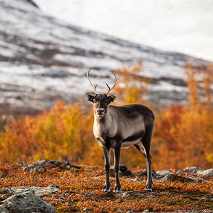 Rendier met gewei op rotsachtige grond met herfstkleuren, tegen een achtergrond van heuvels en zachte, diffuse lichtval.